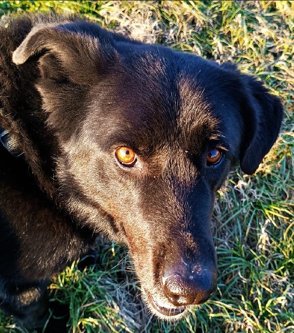 Connor, cerca casa (adozione del cuore) Foto 3